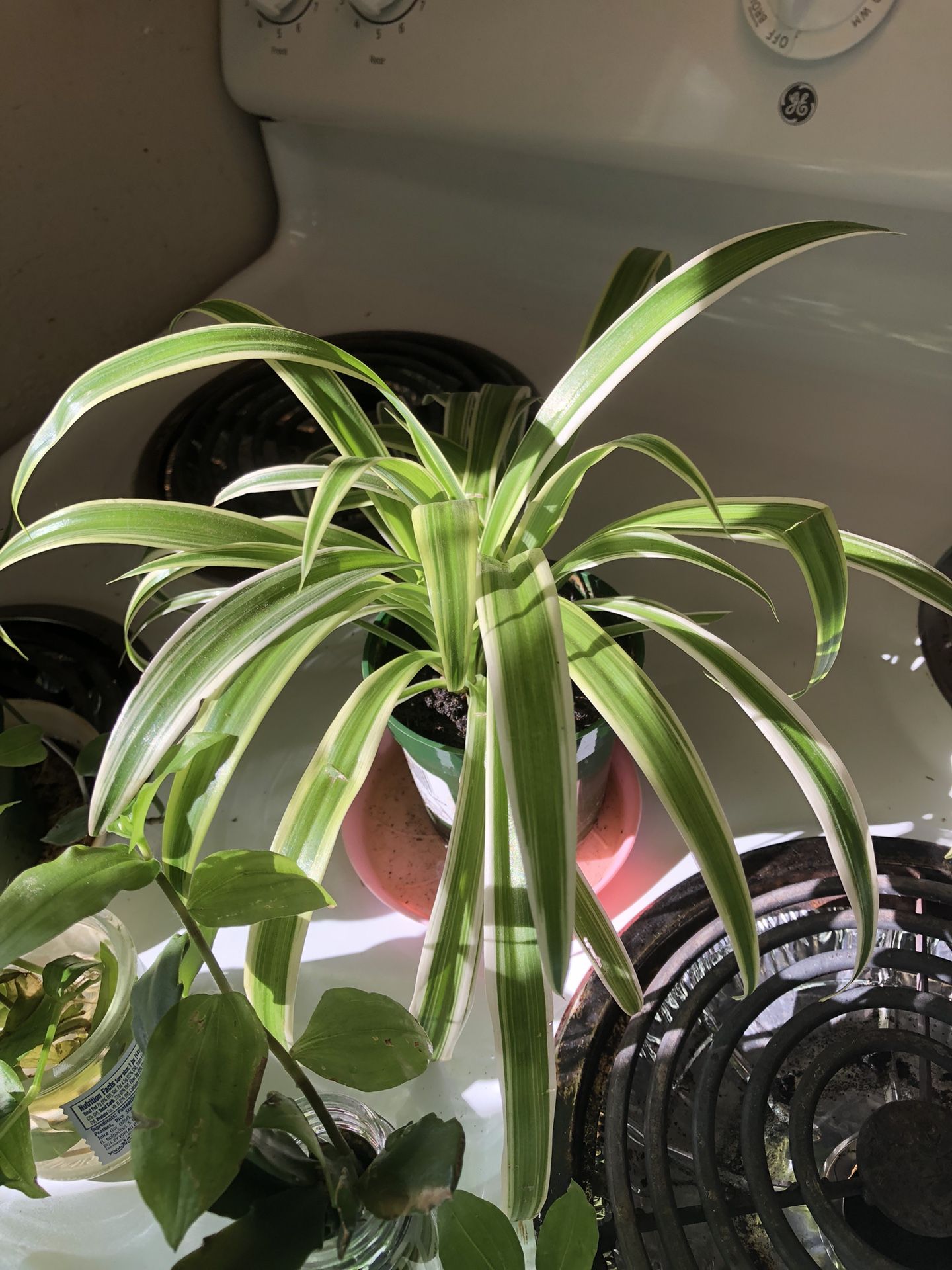 Small Spider Plant 🪴