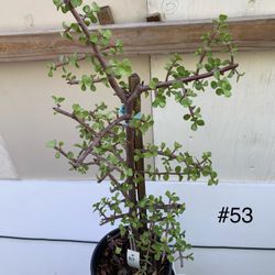 #53 Elephant Bush Plants 