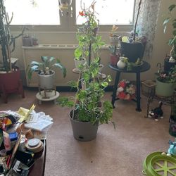 Large Swiss Cheese Plant 