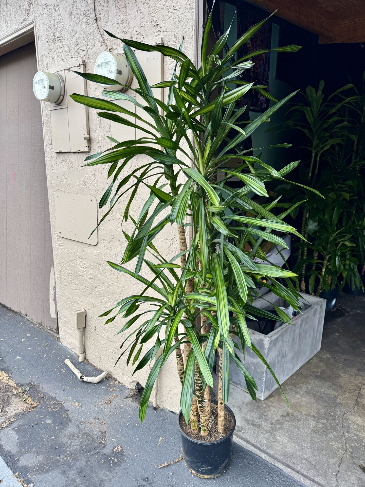 Lovely Real indoor plant $45