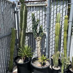 Plants For Sale -Cactus and Succulents