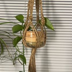 Hanging Pathos Plant