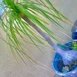 Pony Tail Palm