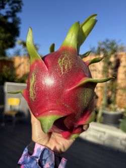 Organic White Meat Dragon Fruits Plant