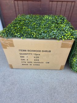 Boxwood Shrubs
