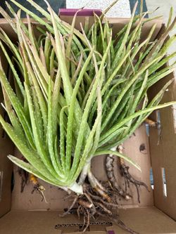 Aloe Vera cuttings in different sizes