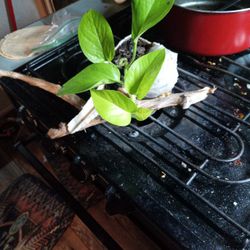 Very Cool Shell Planter