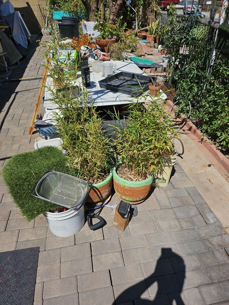 Bamboo Plants