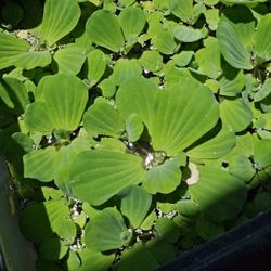 Fish Tank Plants 