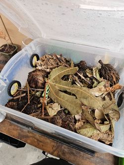 Isopod bin mixed