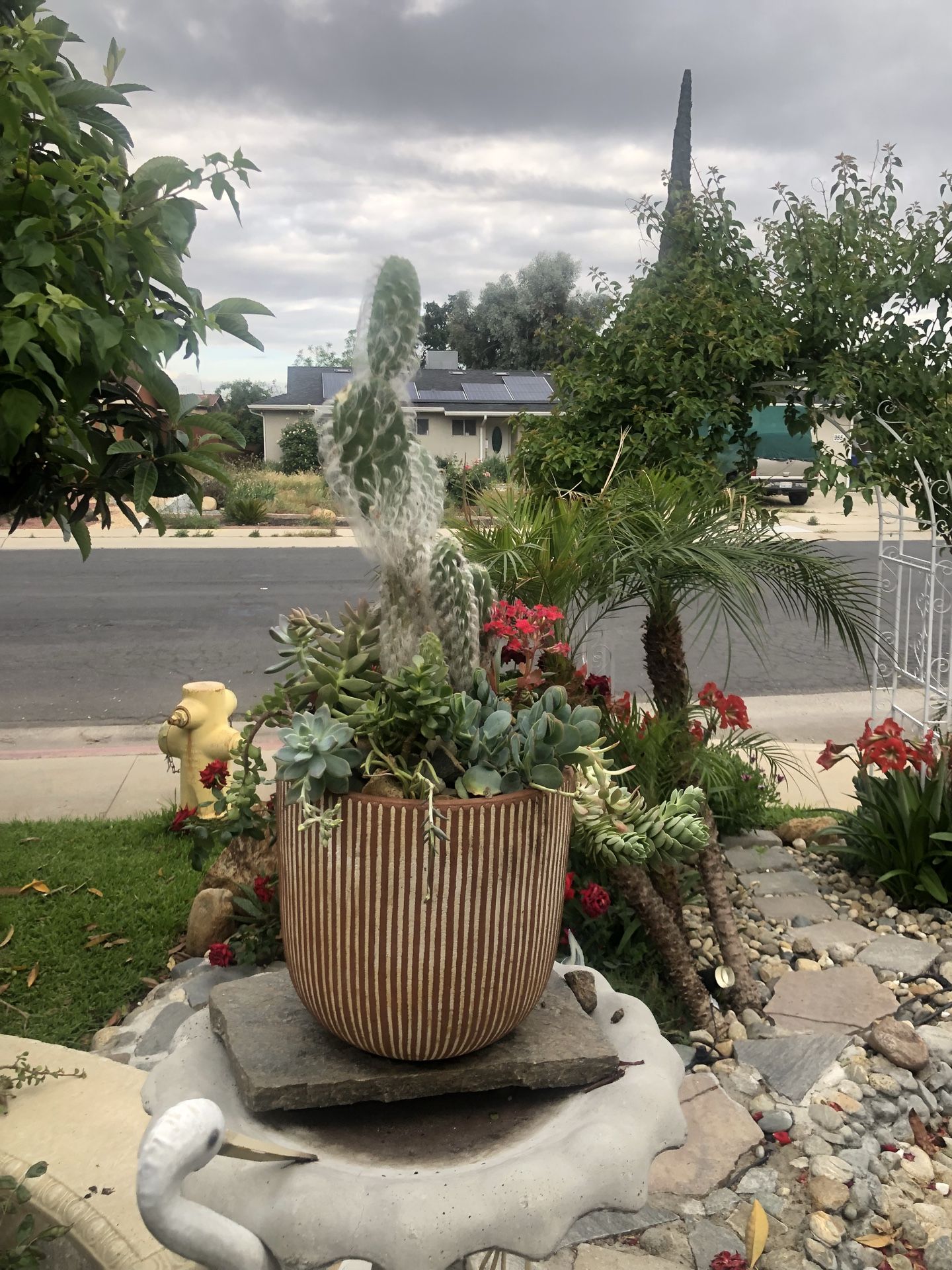 Succulent in terracotta