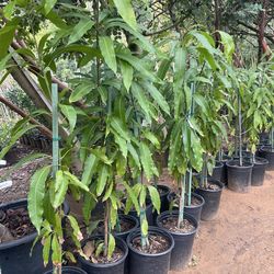5 Gallon Size- Mango Trees- Moringa Trees- Almond Trees- Passionfruit Vines- Almond Trees- Persimmon Trees - Cherimoya Trees
