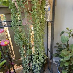 String Of Banana
