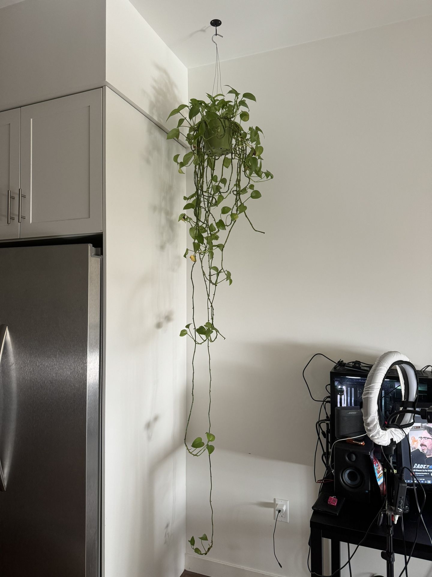 Floor Length Pothos Plant