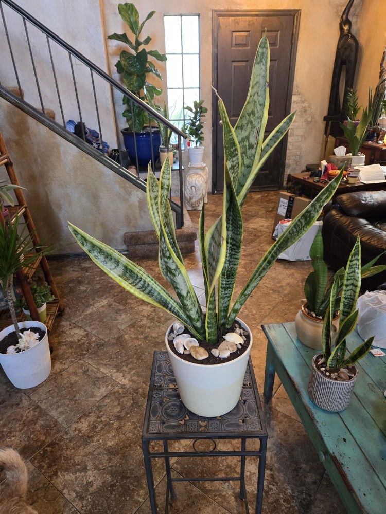 2  1/2 Ft Tall Sansevieria Snake Plant In 8in Ceramic Pot With Shells And Stones 
