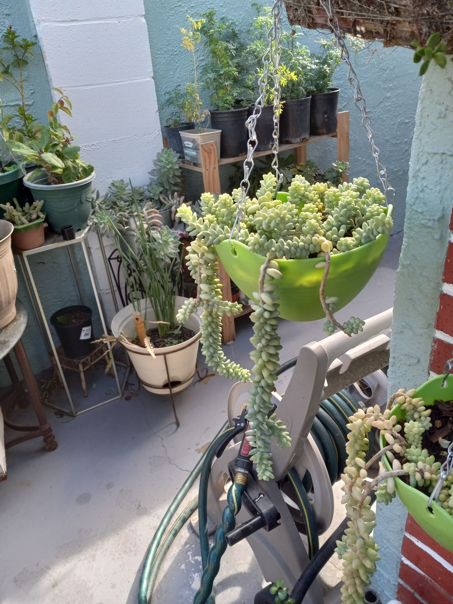 Una Succulents