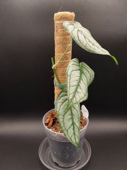 Monstera Siltepecana