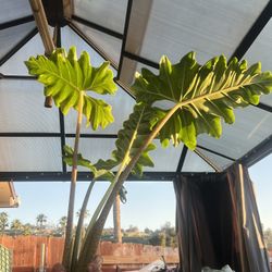 Alocasia CORMS (25 Ct)