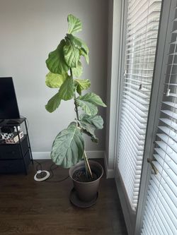Fiddle leaf fig with pot - 6ft