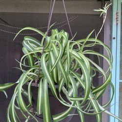 Curly Spider Plant 