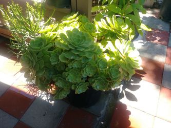 Suculenta plants