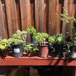 Healthy Beautiful Succulents 