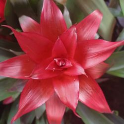 Bromeliads 