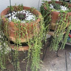 Terracotta  a Pots With Succulents 