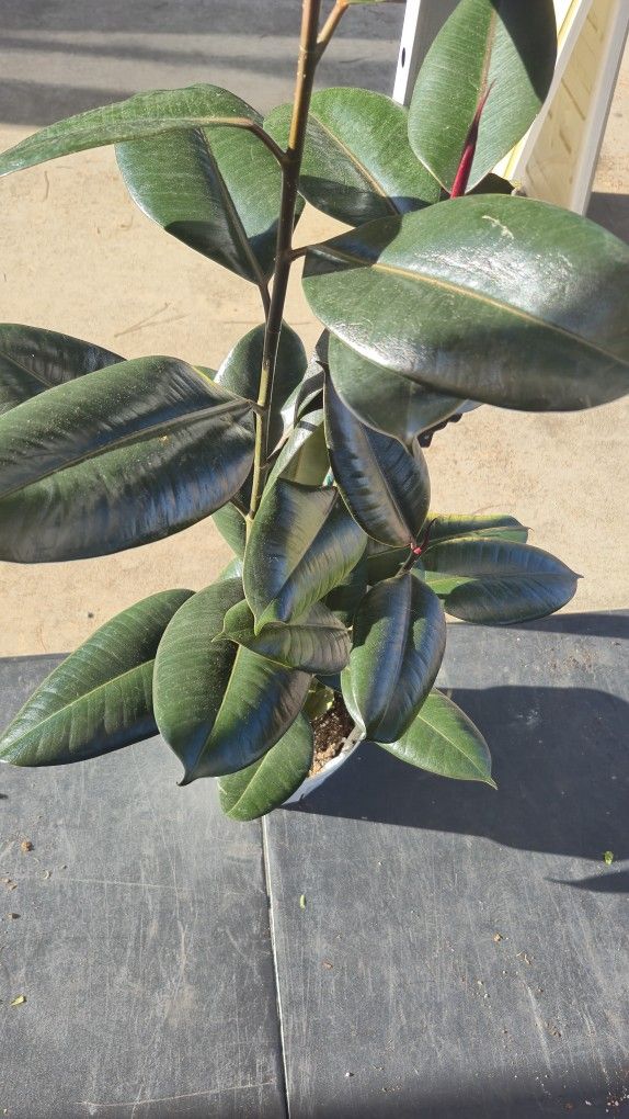 Rubber Tree Plant