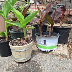 Canna Indica Canna Lilies 2for 25
