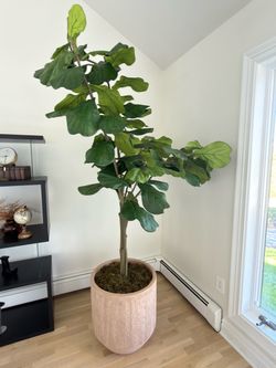 Large Artificial Fiddle Leaf Fig Tree