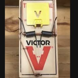 Rat Trapping And Proofing 