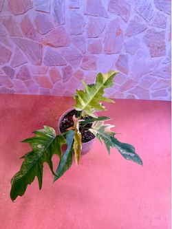 Philodendron Florida Beauty x Tortum Variegated Plant - 5inch