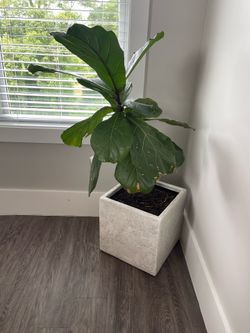 Fiddle Leaf Fig with Marble Pot