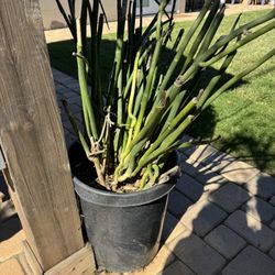 Lady Slipper Plant 15 Gal