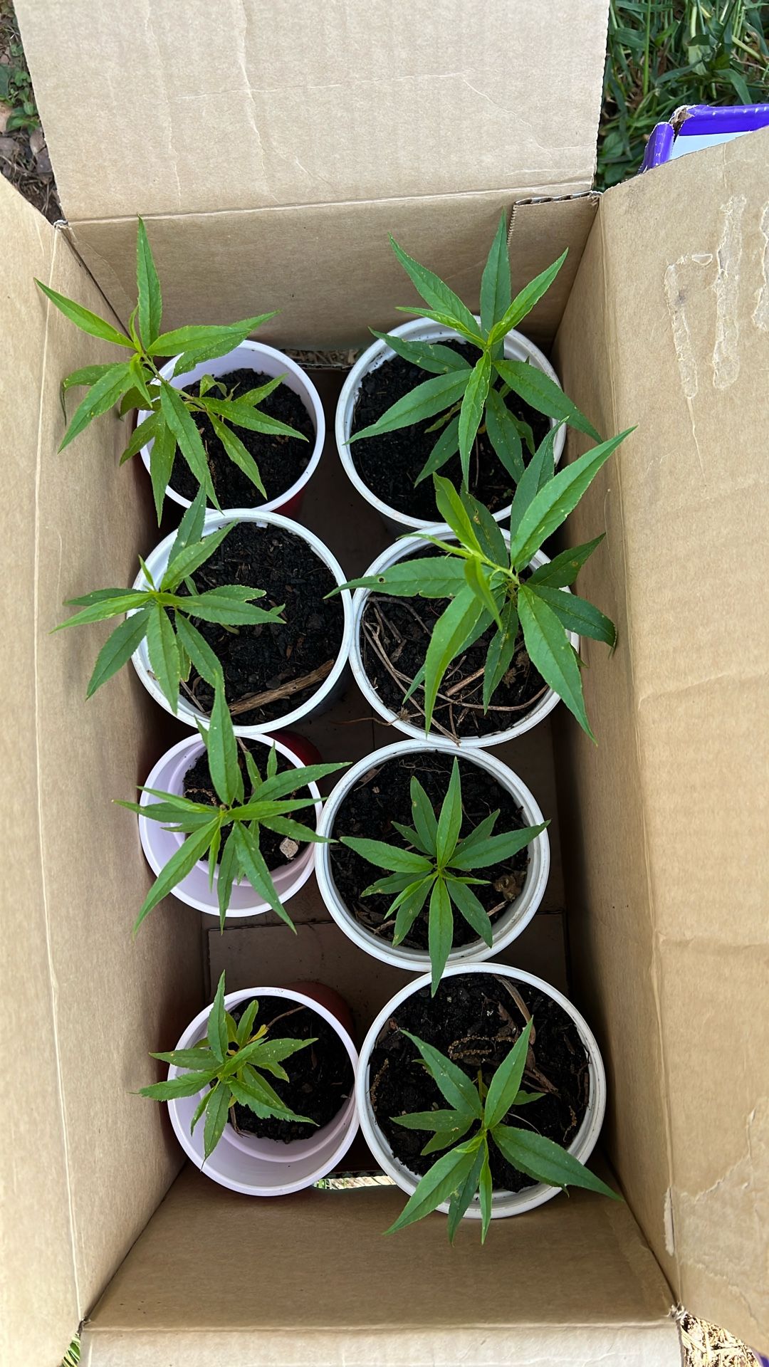 Peach Seedlings