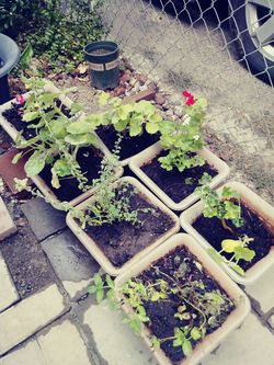 Garden 7 plants