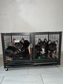 Dog cage with wheels