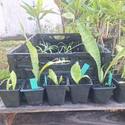 Snake Plants