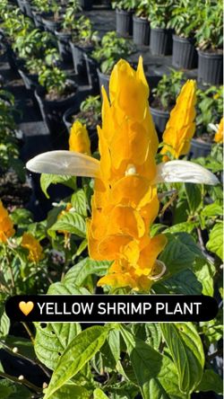 💛 Yellow Shrimp Plant