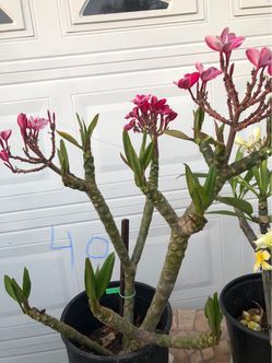 PLUMERIA PLANT FULLY ROOTED 🌺🌺🌺