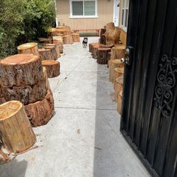 Tree Stumps For Project 