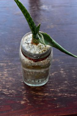 Live Uncommon Hybrid Aloe Plant in Glass Jar (Read Description)