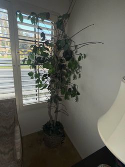 Faux Silk Tree
