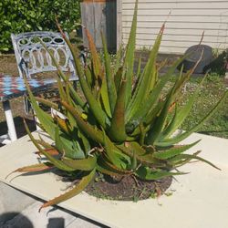 Aloe Plant In Sink