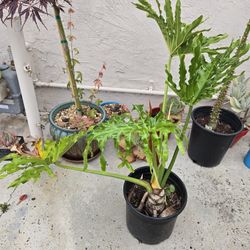 Philodendron Plant 