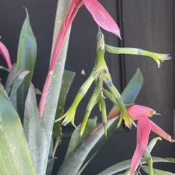 Queen Anne’s Tears in Bloom