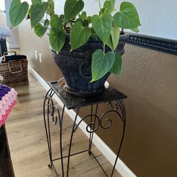 Indoor Potted Plants With Stands