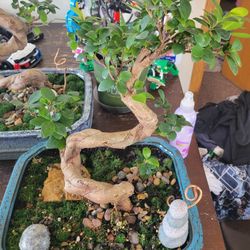 Bonsai Trees 