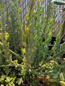 $2 Clipping About 10 Inch